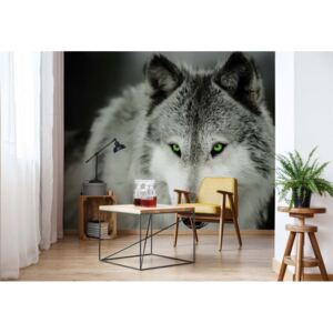 Fototapet - Wolf Vliesová tapeta - 416x254 cm
