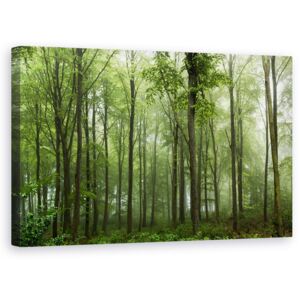 Tablou Canvas - Padure
