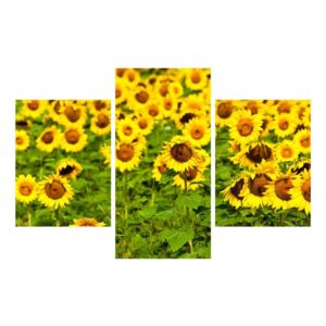 Tablou cu câmp cu floarea soarelui (K010972K90603PCS)