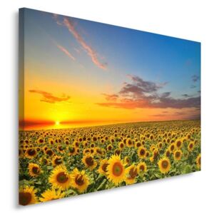 CARO Tablou pe pânză - Landscape Sunflowers 70x50 cm