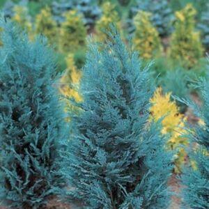 Chiparos Albastru Van Pelt#39;s Blue (Chamaecyparis lawsoniana van Pelt#39;s Blue), la ghiveci