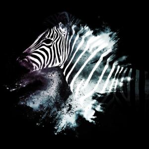 Fotografii artistice The Zebra, Philippe Hugonnard