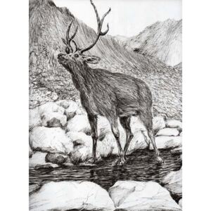 Stag, 2011, Reproducere, Vincent Alexander Booth