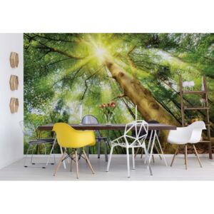 Fototapet - Sunshine Trees In The Forest Vliesová tapeta - 254x184 cm