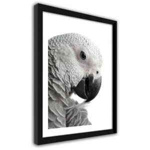 CARO Imagine în cadru - Parrot Żako 50x70 cm Negru