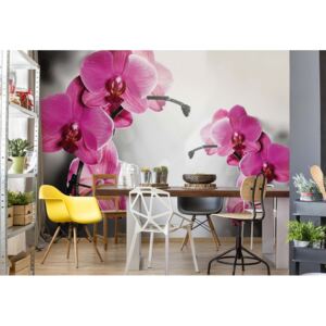 Fototapet GLIX - Orchids Flowers 2 + adeziv GRATUIT Papírová tapeta - 368x254 cm