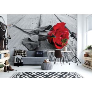 Fototapet - Red Rose Black And White Vliesová tapeta - 254x184 cm