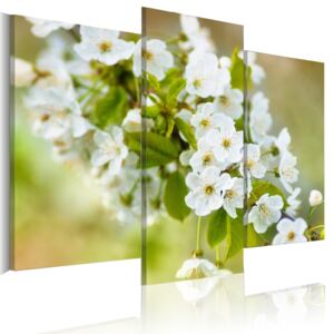 Tablou - Blossoming Cherry Twig 60x50 cm