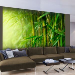 Bimago Fototapet - Jungle bamboo 200x154 cm