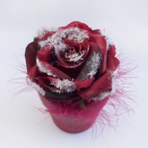 Floare decorativa in ghiveci, rosie