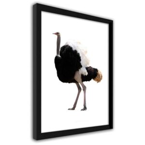 CARO Imagine în cadru - Ostrich With Beautiful Feathers 50x70 cm Negru