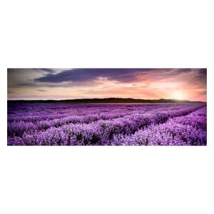 Styler Tablou pe sticlă - Lavender Field 125x50 cm