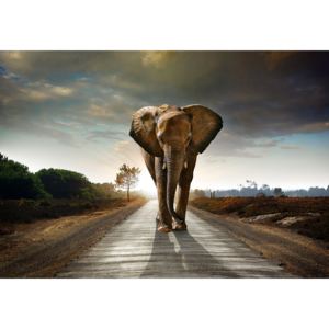 Buvu Fototapet vlies: Elefant (4) - 184x254 cm