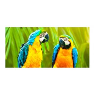 Panou bucatarie, protectie plita, aragaz, antistropire, print UV model Papagali Macaw