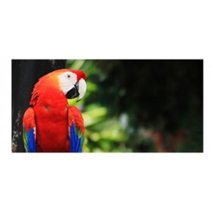 Panou bucatarie, protectie plita, aragaz, antistropire, print UV model Papagal Macaw Rosu