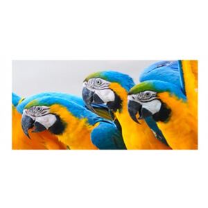Panou bucatarie, protectie plita, aragaz, antistropire, print UV model 3 Papagali Macaw