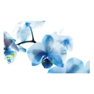 Panou bucatarie, protectie plita, aragaz, antistropire, print UV model Orhidee Albastra