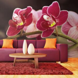 Fototapet - Krásné květy orchidejí na vodě 450x270 cm