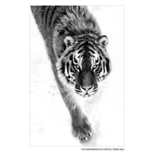 Tablou printat alb/negru pe sticla 80x120 cm Tiger Ixia