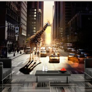 Fototapet - Giraffe in the big city 300x231 cm