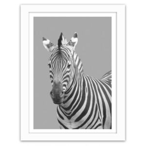 CARO Imagine în cadru - Zebra In Black And White 30x40 cm Alb
