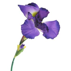 Decoratiune mov, floare iris