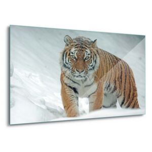 Tablou pe sticlă - Snow Tiger 4 x 30x80 cm