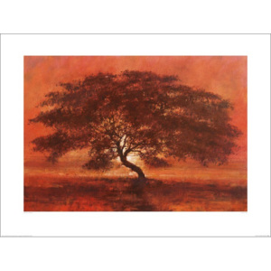 Jonathan Sanders - Desert Tree Reproducere, (80 x 60 cm)