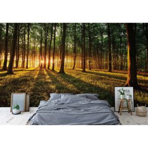 Fototapet - Forest Landscape Sunrise Vliesová tapeta - 206x275 cm