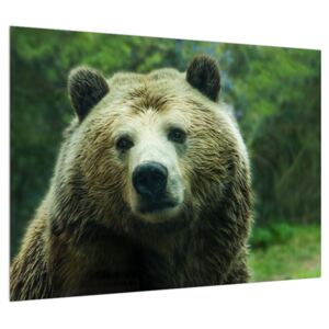 Tablou cu ursul (Modern tablou, 70x50 cm)