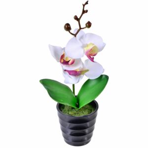 Orhidee alba in ghiveci 24 cm