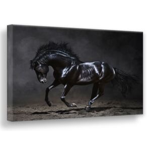 Styler Pictura pe panza metalica - Black horse 113x85 cm