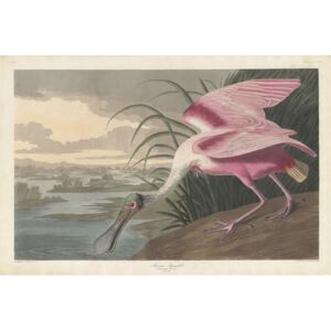John James (after) Audubon - Roseate Spoonbill, 1836 Reproducere