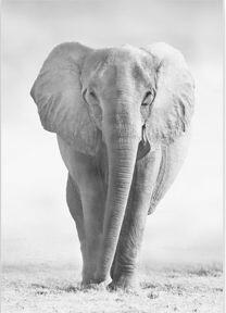 Tablou elefant african