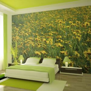 Fototapet Bimago - A Field Of Yellow Flowers + Adeziv gratuit 250x193 cm