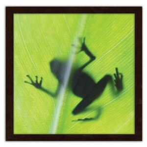 CARO Imagine în cadru - Frog On A Green Leaf 20x20 cm Maro