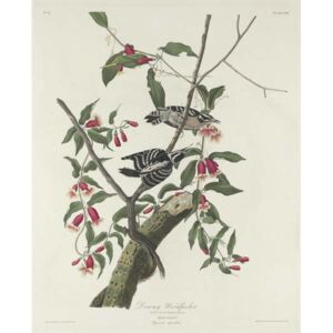 Downy Woodpecker, 1831 Reproducere, John James (after) Audubon
