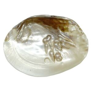 Sapuniera din cochilie scoica alba cu perle naturale, 14-17 cm