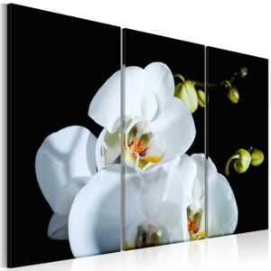 Tablou Bimago - Snowy orchid 60x40 cm