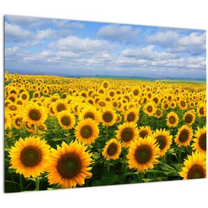 Tablou cu lan de floarea soarelui (Modern tablou, 70x50 cm)