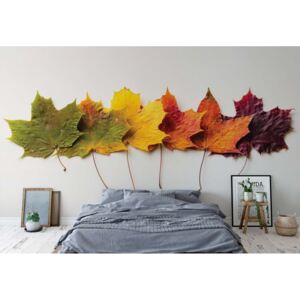 Fototapet - Autumn Leaves Vliesová tapeta - 416x290 cm
