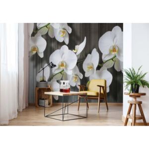 Fototapet GLIX - Flowers White Orchids + adeziv GRATUIT Tapet nețesute - 416x254 cm