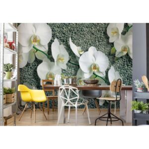 Fototapet GLIX - Flowers White Orchids 2 + adeziv GRATUIT Papírová tapeta - 254x184 cm