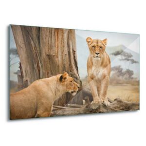 Tablou pe sticlă - Lionesses 100x75 cm
