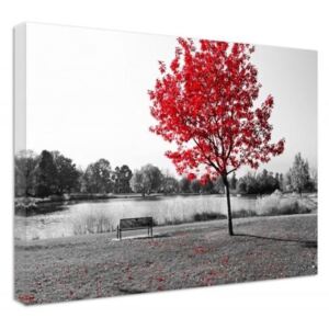 CARO Tablou pe pânză - Red Leaves On The Tree 70x50 cm