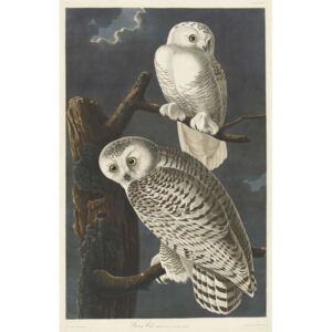 Snowy Owl, 1831 Reproducere, John James (after) Audubon
