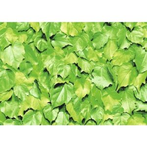 Autocolant Cora imprimeu frunze verde 45x200 cm