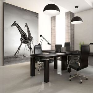 Bimago Fototapet - Giraffes 200x154 cm