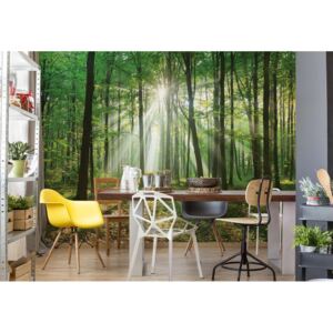 Fototapet GLIX - Green Forest + adeziv GRATUIT Papírová tapeta - 254x184 cm