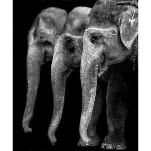 Nature\'s great masterpiece, an elephant; the only harmless great thing ..., (33.4 x 40 cm)